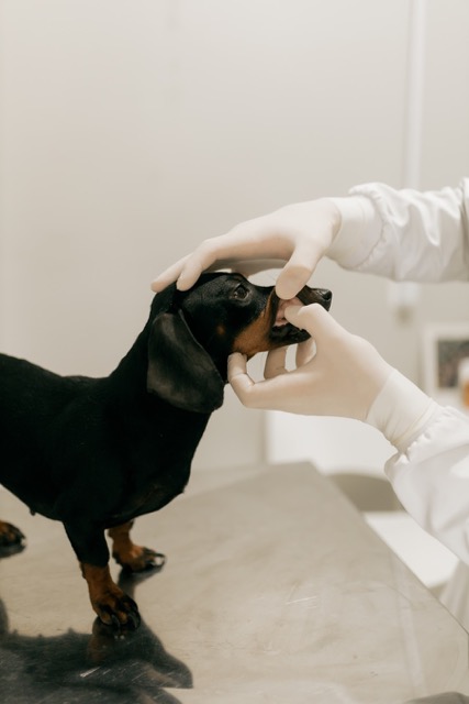 Veterinarian examining a dachshund