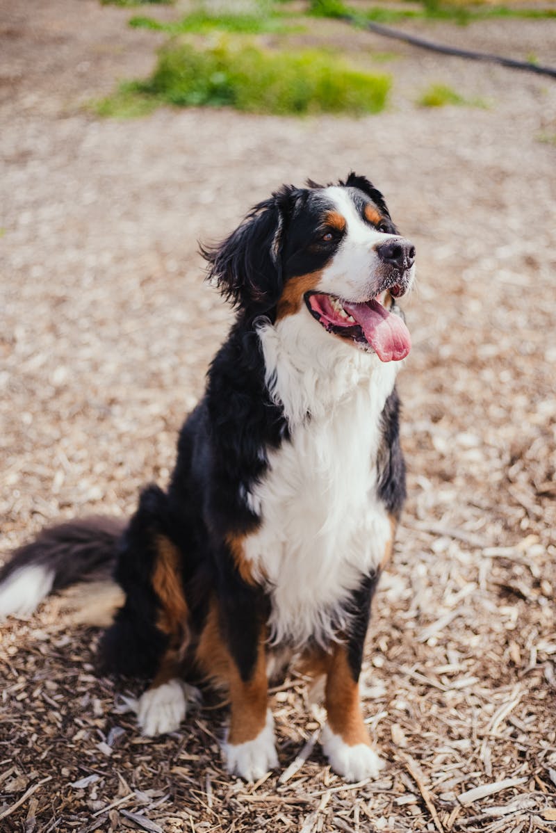 Happy bernese mountain dog