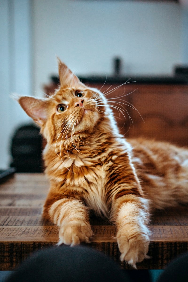 Happy orange cat