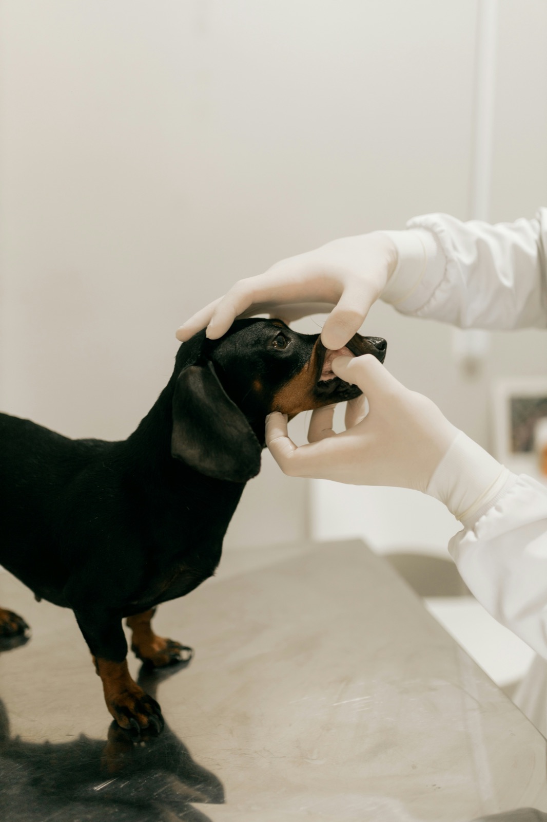 A veterinarian examining a dog's teeth during a dental check