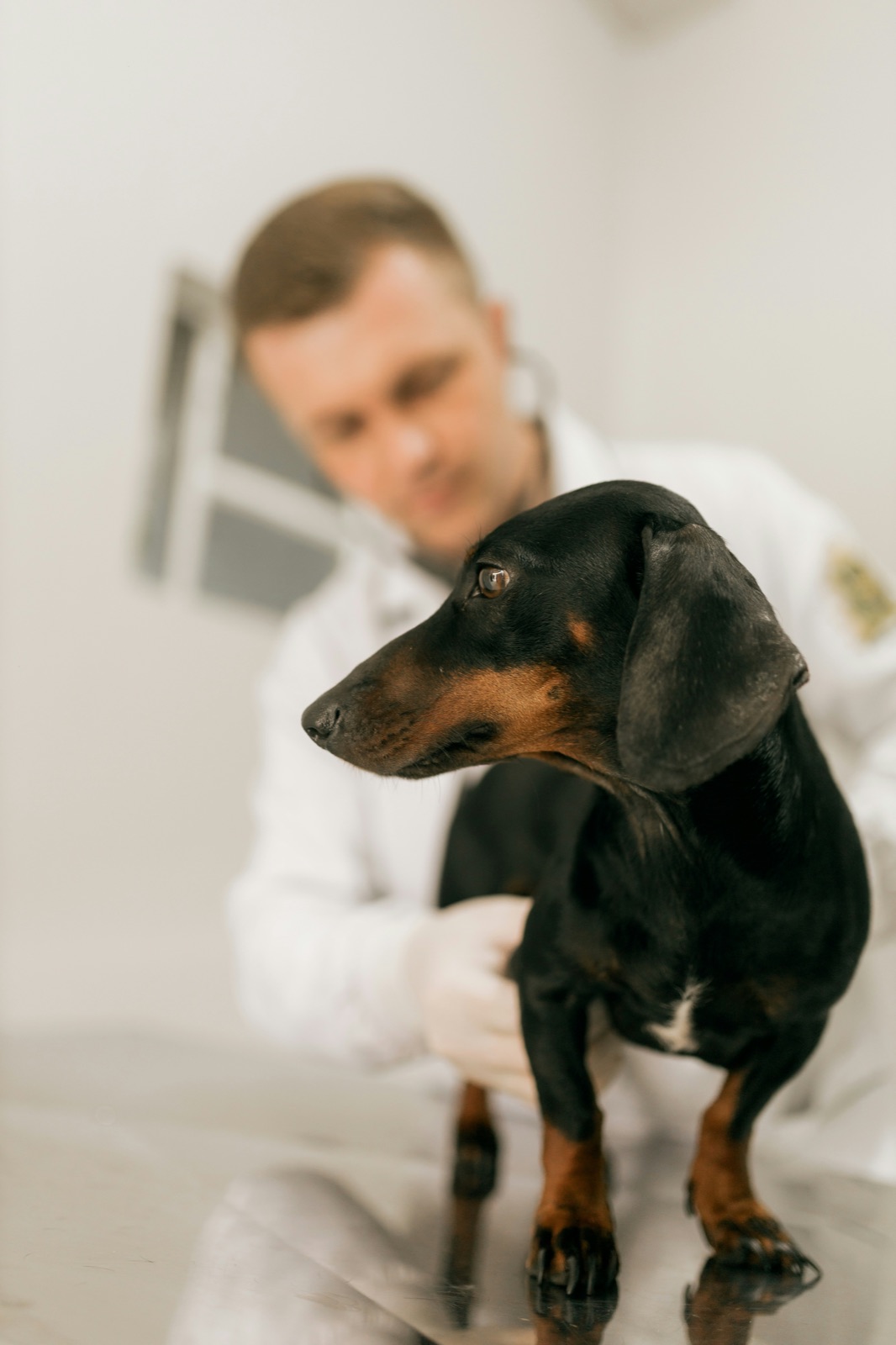 A veterinarian examining a small dog with a stethoscope on an exam table
