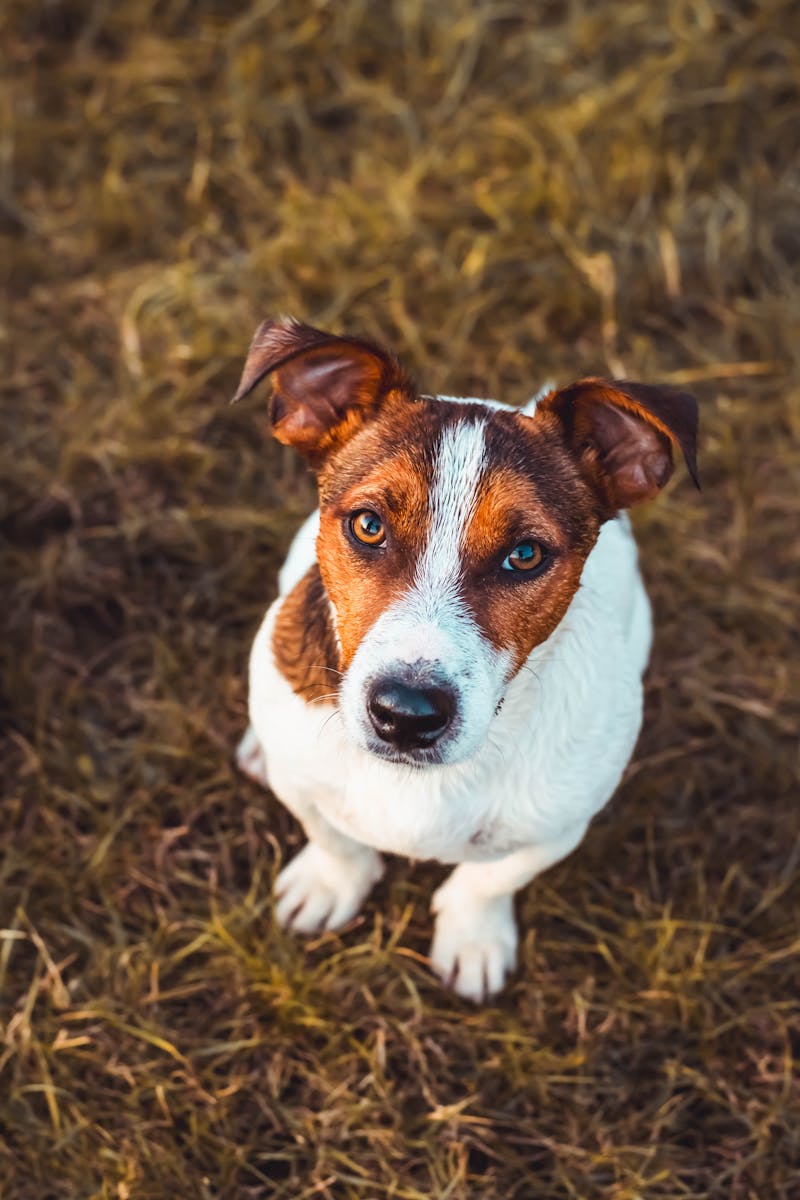 Happy jack russell terrier
