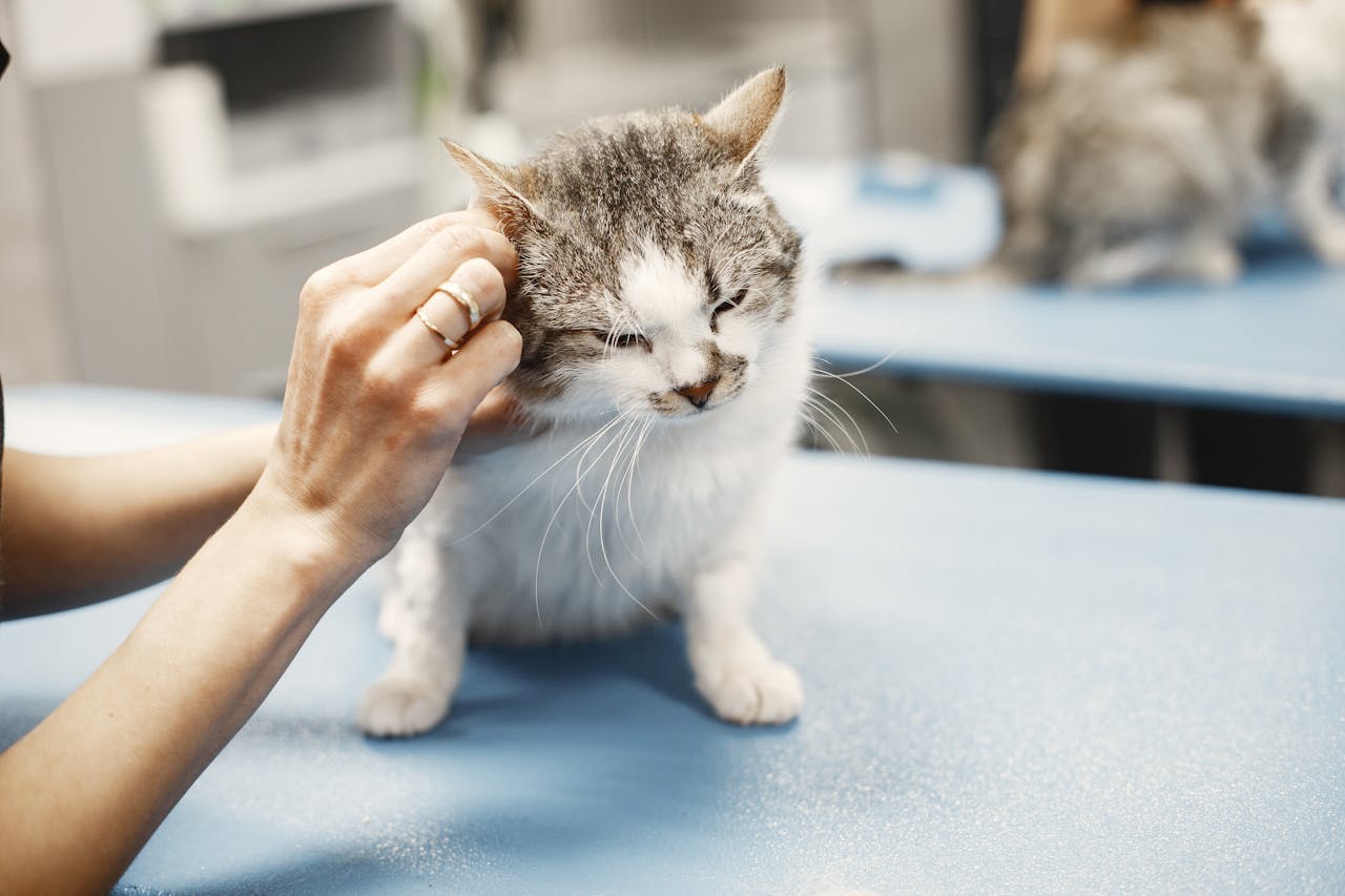 Veterinarian examining a cat's ears on an exam table