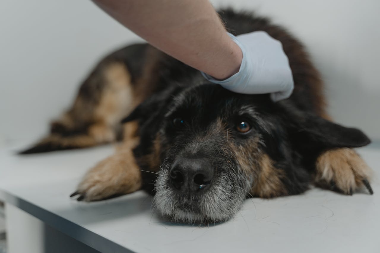 Veterinarian's gloved hand resting on a dog lying on an exam table